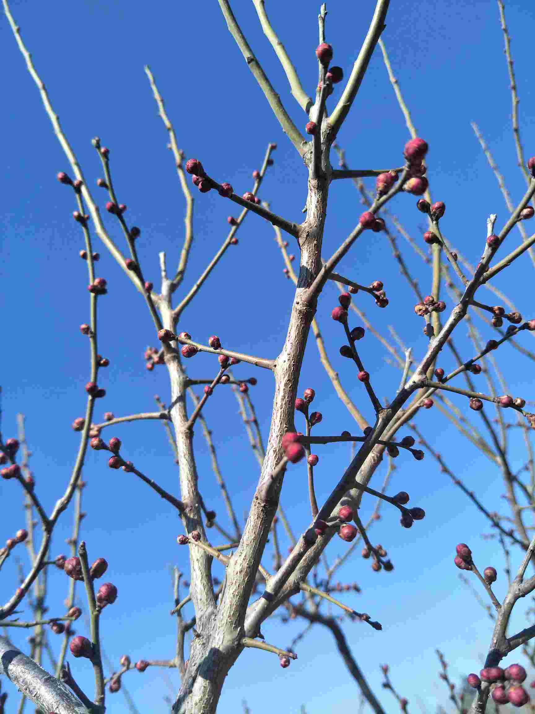 煙臺(tái)植物園梅花含苞待放1