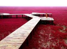 【9月游紅海灘】遼寧紅海灘雙飛3日游