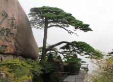 【四月游黃山】夢幻黃山 、婺源篁嶺、宋代老街、徽商大宅院、新安江濱水旅游 雙飛四體驗游