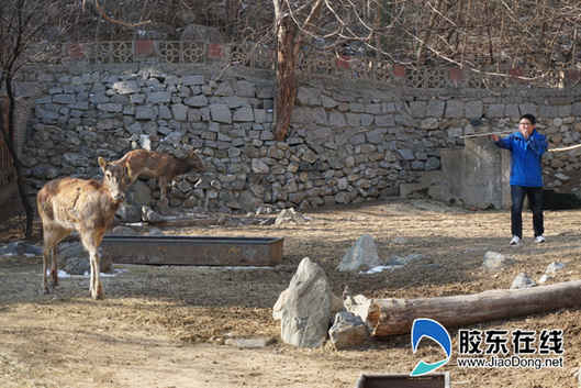 由于麋鹿很機(jī)警，麻醉過程十分麻煩