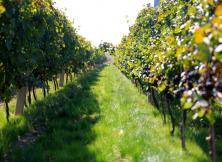 秋游乳山 臺依湖一日游 秋游乳山 臺依湖一日游