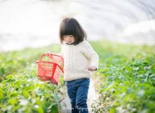 無公害有機草莓采摘+乳山小湯溫泉 無公害有機草莓采摘+乳山小湯溫泉