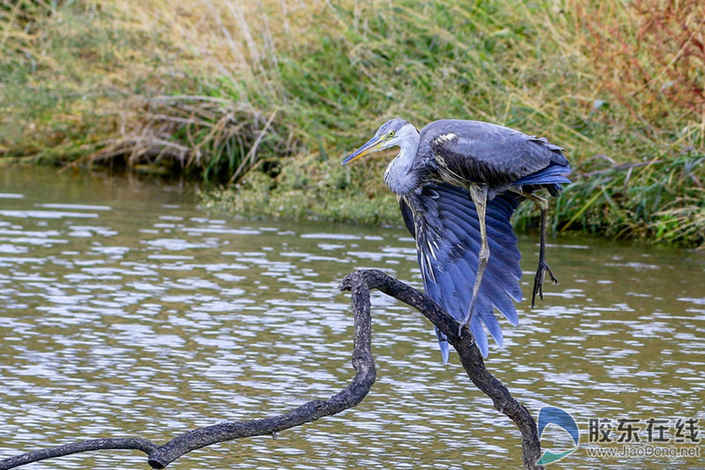 17路論壇攝影佳作欣賞：蒼鷺（組圖）