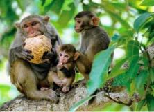 嘉華旅游春節特惠：海南玩轉雙島親猴之旅
