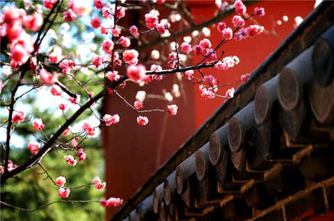 要想不負春光 這個賞花打卡地不得不去！