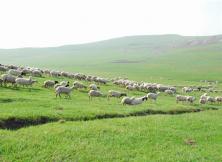 貢格爾草原、渾善達克沙地、阿斯哈圖石林、白音敖包、達里諾爾湖、佛教圣地召廟、西拉沐淪河漂流、赤峰博物館特價雙飛五日游