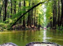 【三月賞花】揚州東關街·瘦西湖·李中水上森林 千垛油菜花·皮包水早茶 精品大巴三日游 【三月賞花】揚州東關街·瘦西湖·李中水上森林 千垛油菜花·皮包水早茶 精品大巴三日游