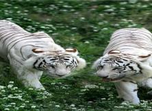 動物世界:濟南九頂塔野生動物園三日游 動物世界:濟南九頂塔野生動物園三日游