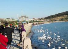 3月5日周天僅需68元 老紀帶你吃地道漁家餐,賞美麗大天鵝,觀科技世界! 3月5日周天僅需68元 老紀帶你吃地道漁家餐,賞美麗大天鵝,觀科技世界!