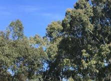 泰國傳奇-曼谷 芭提雅5晚6日游