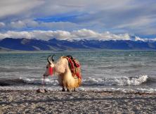 【6月】布達拉宮+大昭寺+納木錯+雅魯藏布江