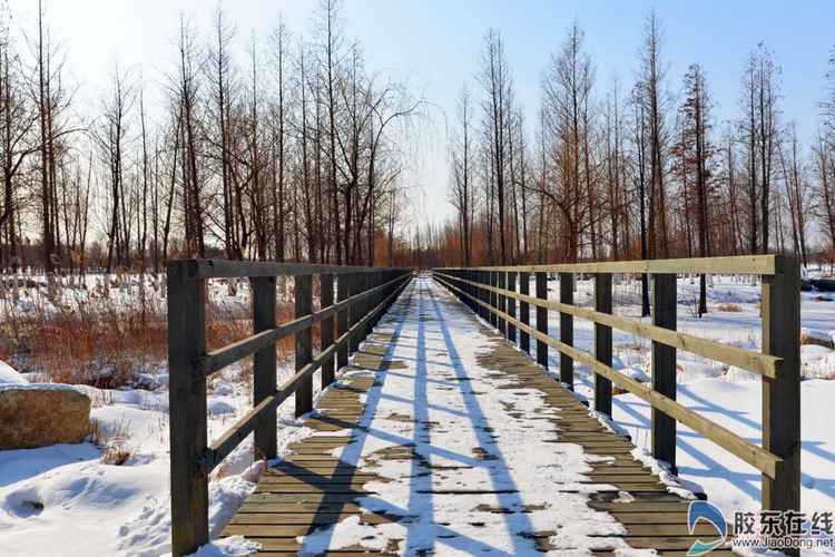 銀裝素裹大美煙臺 雪后初晴的魚鳥河公園 (組圖)