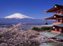 嘉華旅游----日本本州櫻花豪華6日游