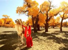 【新亞之旅】烏魯木齊+喀納斯+胡楊林雙飛八天游