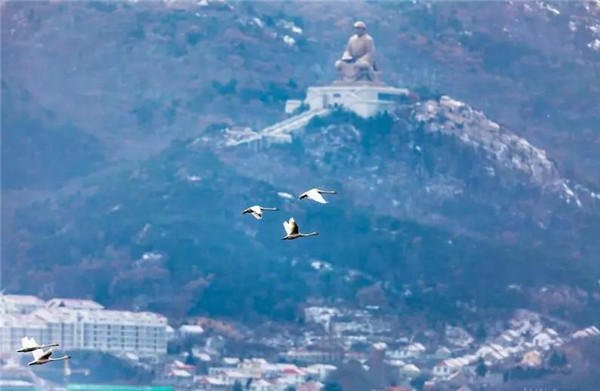 賞天鵝 品海鮮 游赤山 逛廟會 這樣的冬天才夠“嗨” 賞天鵝 品海鮮 游赤山 逛廟會 這樣的冬天才夠“嗨”