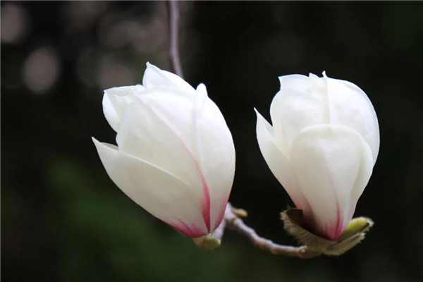 清明賞花 半價游赤山 看小姐姐如何花式秀美景 清明賞花 半價游赤山 看小姐姐如何花式秀美景