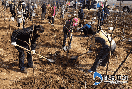 萊山區2018義務植樹基地綠化圓滿完成 為煙臺增添無限春意