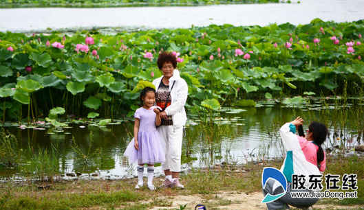 朱巖河荷花盛開，吸引市民賞花游玩