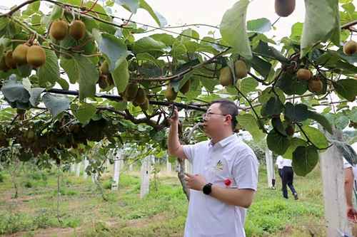 我跟黨走·家鄉(xiāng)蝶變丨中國(guó)獼猴桃之鄉(xiāng) 周至獼猴桃走上高質(zhì)量快車道