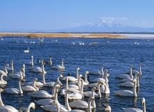 威海煙墩角賞天鵝一日游