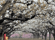 賞百年古梨園 嘗特色農家菜 賞百年古梨園 嘗特色農家菜