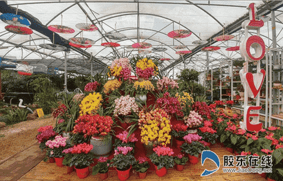 煙臺農博園第二屆蘭花展