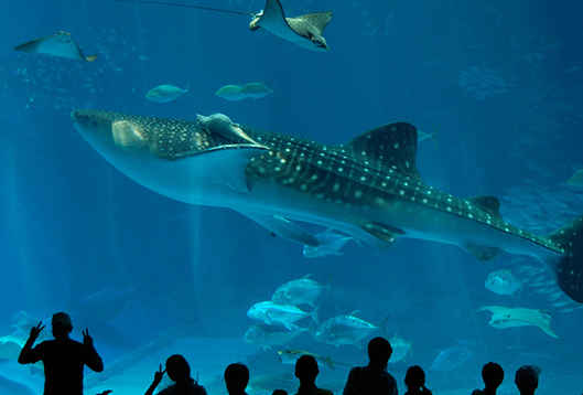 漁人碼頭獻(xiàn)禮最美教師節(jié) 這份心意請您收下