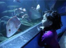 【夜宿海底隧道，美人魚叫早】這個5.1讓你玩的跟別人不一樣！