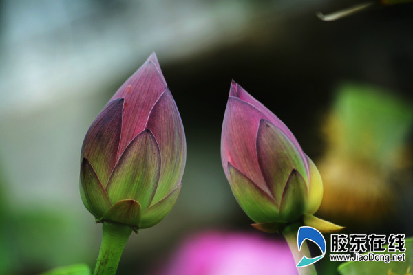 朱巖河荷花盛開，吸引市民賞花游玩