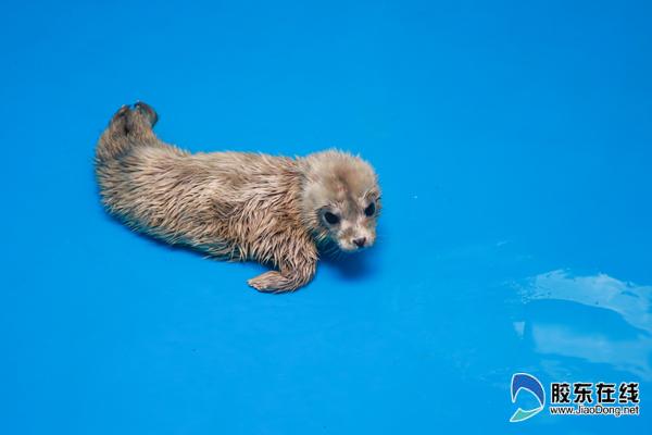 可愛的海豹寶寶