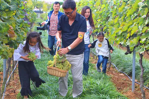 張裕卡斯特酒莊第十三屆風情采摘節啟動！多項精彩體驗項目等你來打卡