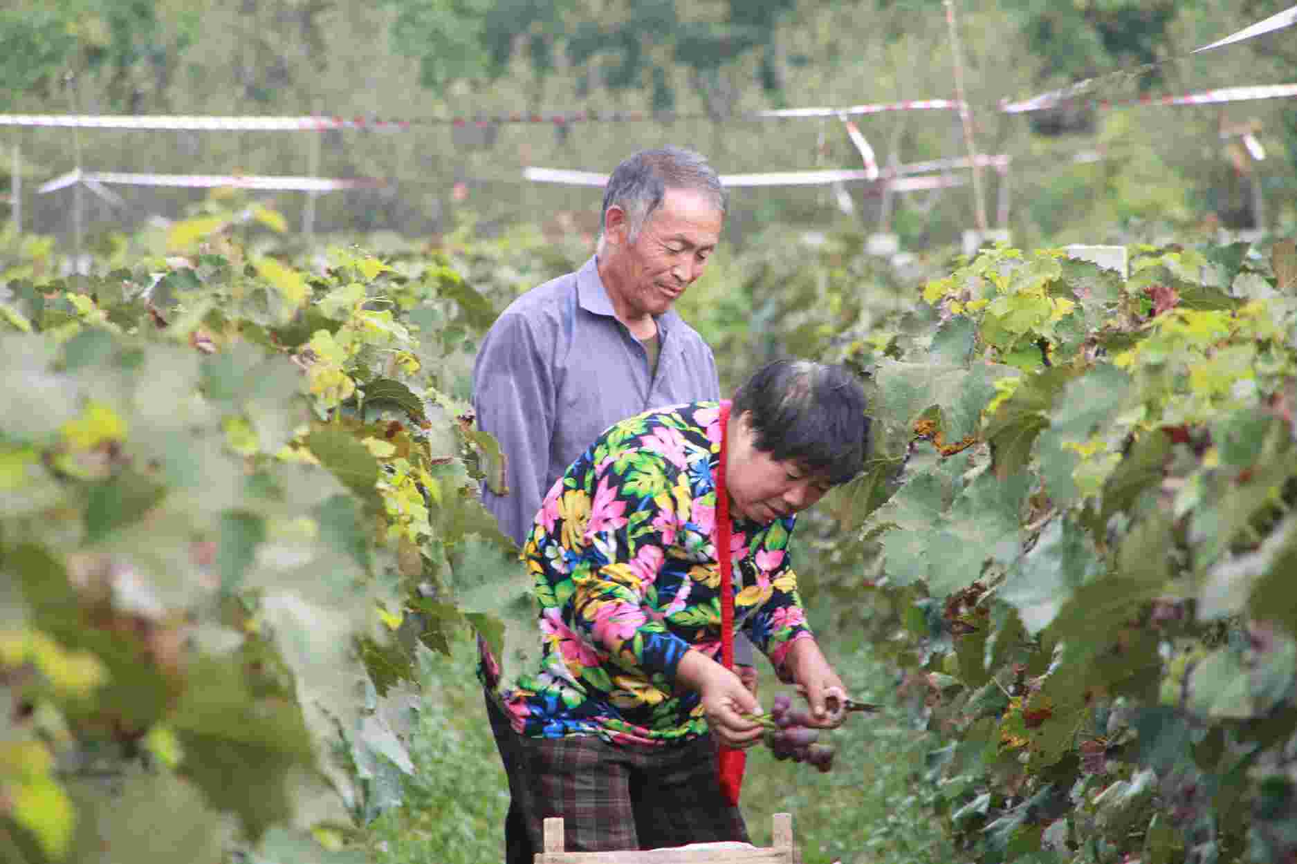 萊州市第六屆馬山巨發葡萄采摘節開幕(組圖)