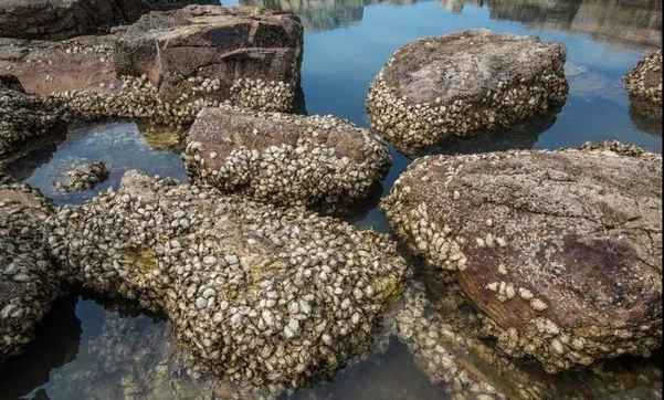 冬里嘗鮮 當數海蠣最“銷魂”？