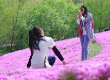 昆崳山泰礴頂賞芝櫻花活動一日游 昆崳山泰礴頂賞芝櫻花活動一日游