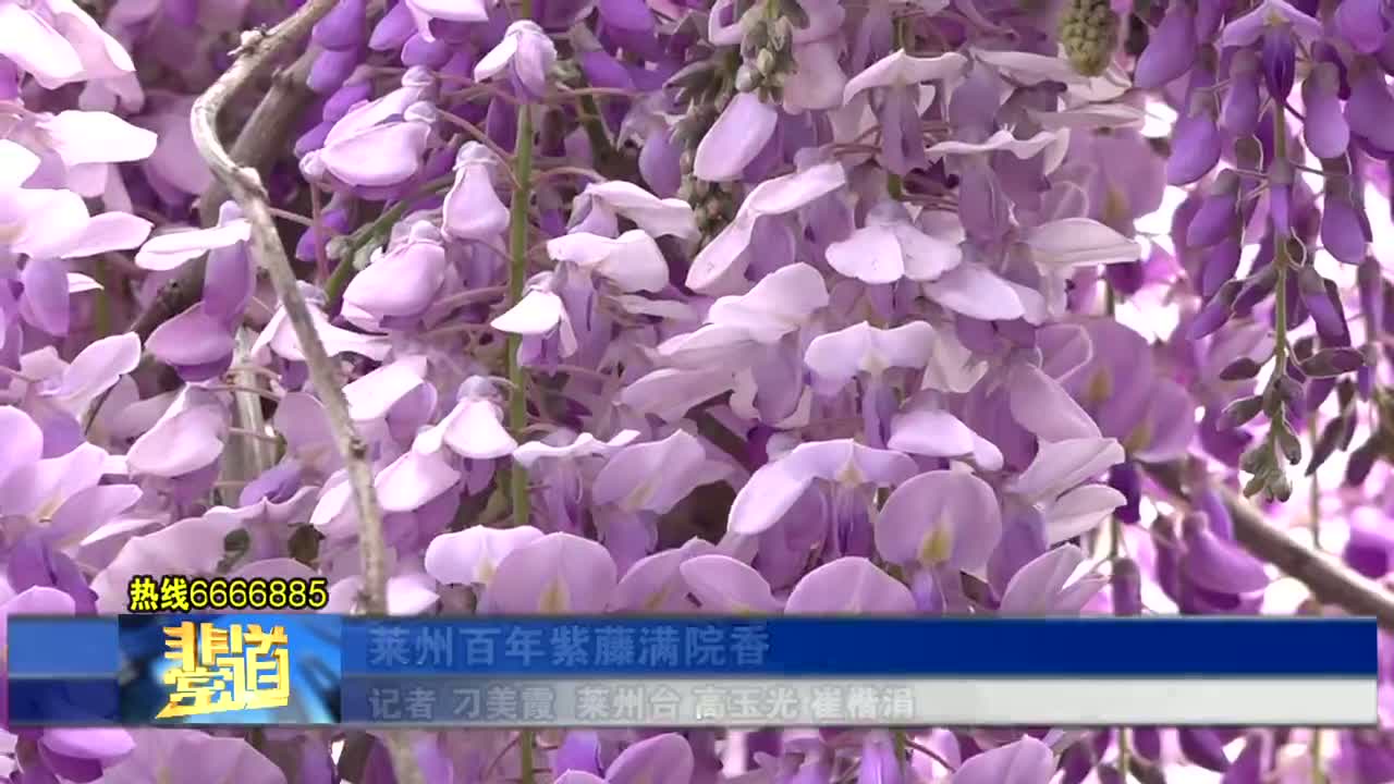 萊州百年紫藤滿院香 萊州百年紫藤滿院香