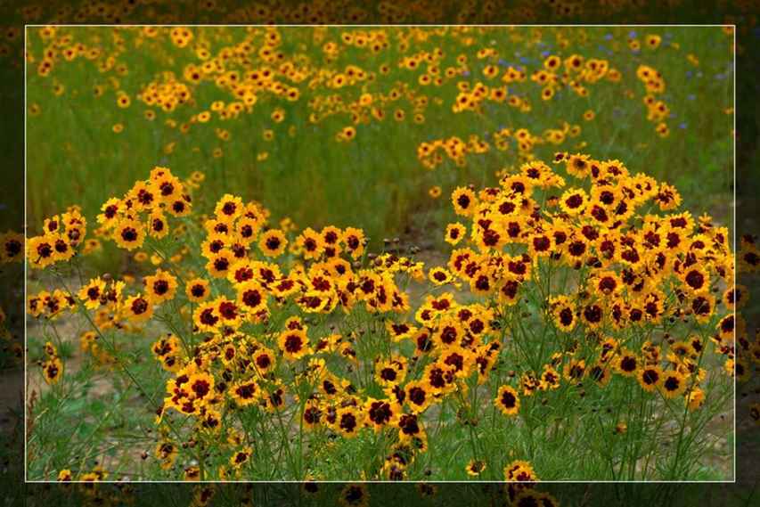 夏日辛安河(高清組圖)