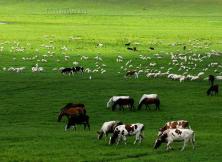 希拉穆仁草原響沙灣青城雙飛4日 希拉穆仁草原響沙灣青城雙飛4日