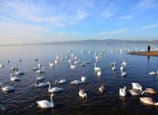 天鵝湖+小湯溫泉一日游 天鵝湖+小湯溫泉一日游