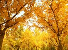 萊州寒同山+小草溝賞銀杏一日游 萊州寒同山+小草溝賞銀杏一日游