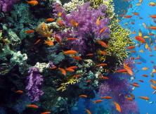 嘉華旅游---普吉島金冠物語一地5晚7天