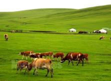 A線:山海關、北戴河、哈爾濱、海拉爾、滿洲里、呼倫貝爾大草原、長白山、沈陽 專列10日游 A線:山海關、北戴河、哈爾濱、海拉爾、滿洲里、呼倫貝爾大草原、長白山、沈陽 專列10日游