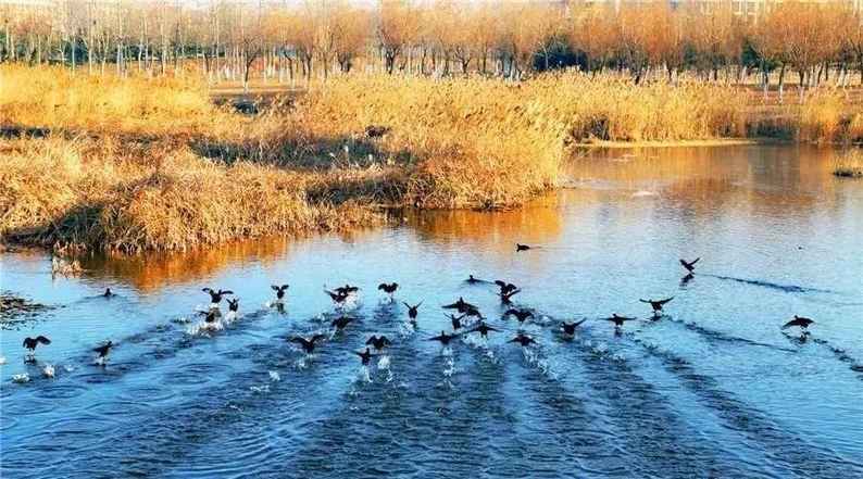 魅力煙臺(tái)： 愿為雙鴻鵠 比翼共翱翔