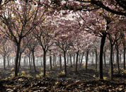 華五+雙水鄉烏鎮南潯+神奇茅山、句容櫻花園、賞花醉美純玩雙飛五日游 華五+雙水鄉烏鎮南潯+神奇茅山、句容櫻花園、賞花醉美純玩雙飛五日游