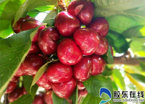 萊山街道在水一方水果種植合作社櫻桃開摘(圖) 萊山街道在水一方水果種植合作社櫻桃開摘(圖)