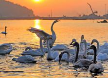 【11月賞天鵝】榮成煙墩角-賞天鵝-海草房-科技館親子純玩一日游 【11月賞天鵝】榮成煙墩角-賞天鵝-海草房-科技館親子純玩一日游