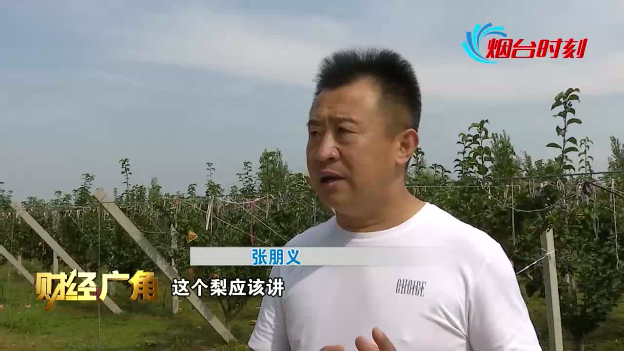 金秋十月：秋月梨迎來豐收 農戶賺得滿心歡喜
