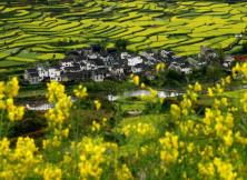 【春季賞花】千島水上油菜花海+水上森林+揚州瘦西湖.東關古街大巴3日