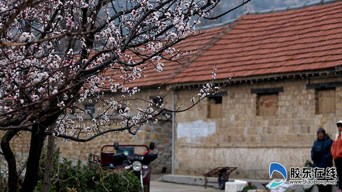 一個生活在杏花叢中的村莊——大嵐張家(組圖)