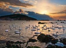 冬季線路 :威海煙墩角賞天鵝+榮成科技館純玩一日游 冬季線路 :威海煙墩角賞天鵝+榮成科技館純玩一日游