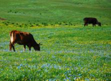 承德避暑山莊+烏蘭布統草原臥鋪大巴五日游(純玩團) 承德避暑山莊+烏蘭布統草原臥鋪大巴五日游(純玩團)